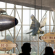 The bird that the Wright brothers sat on.